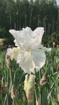 ирис 'Jayceetee' (Джейсити) (Graeme Grosvenor, R. 2001)