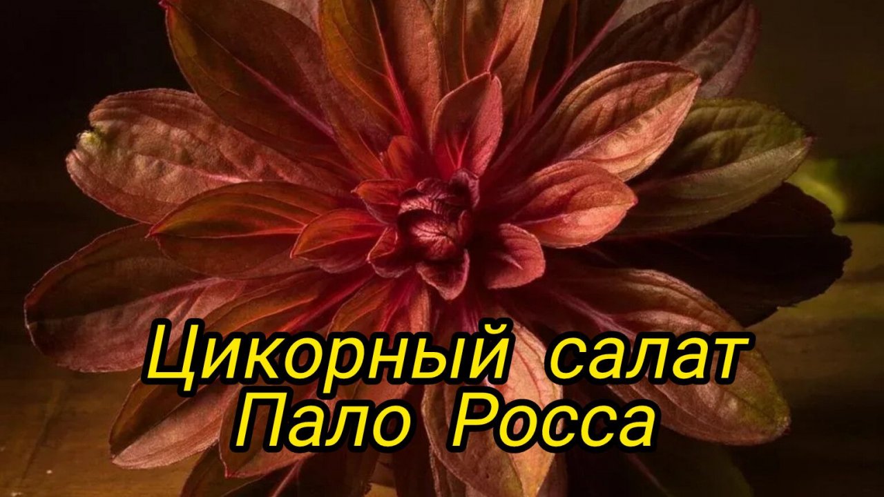 Цикорный салат Пало Росса