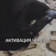 Есть пойдем | Cat activation #кот #cat #kitty #fun #funnyvideo #тренд #trend #shorts