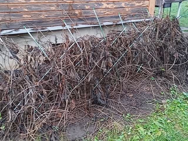 СТРИЖКА ИЗГОРОДИ ИЗ ДЕВИЧЬЕГО ВИНОГРАДА