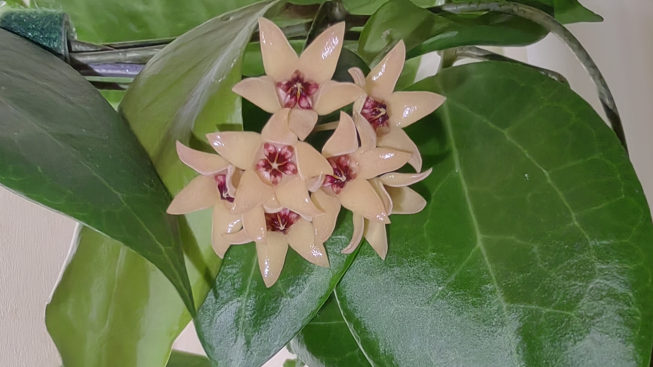 Хойя Curtis Porselana 🌸