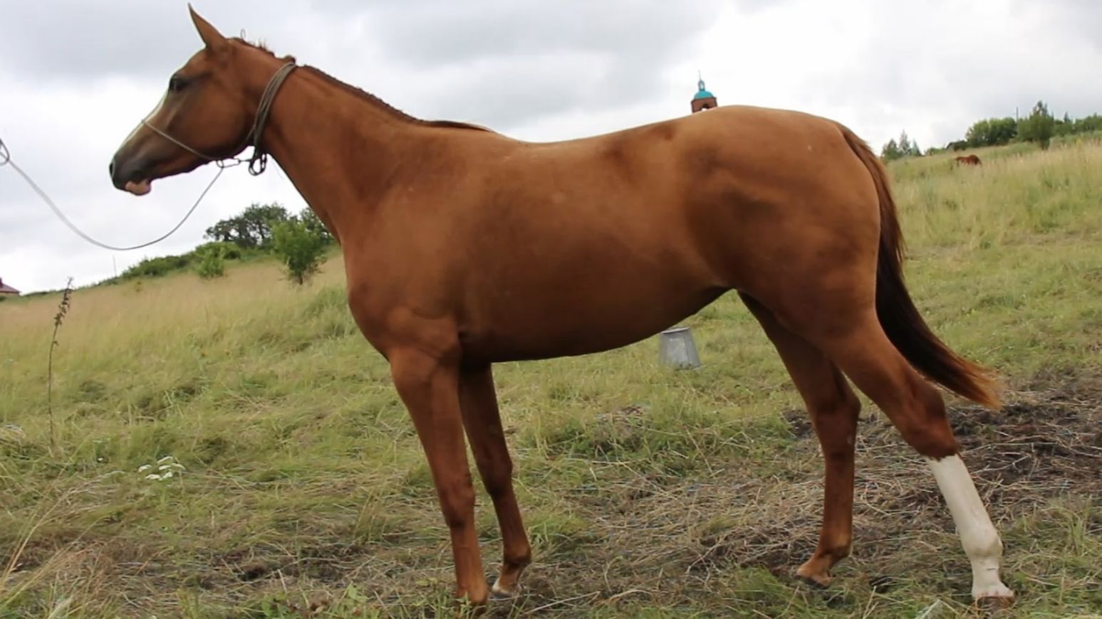 БАСКЕРВИЛЬ.2021 г.р..