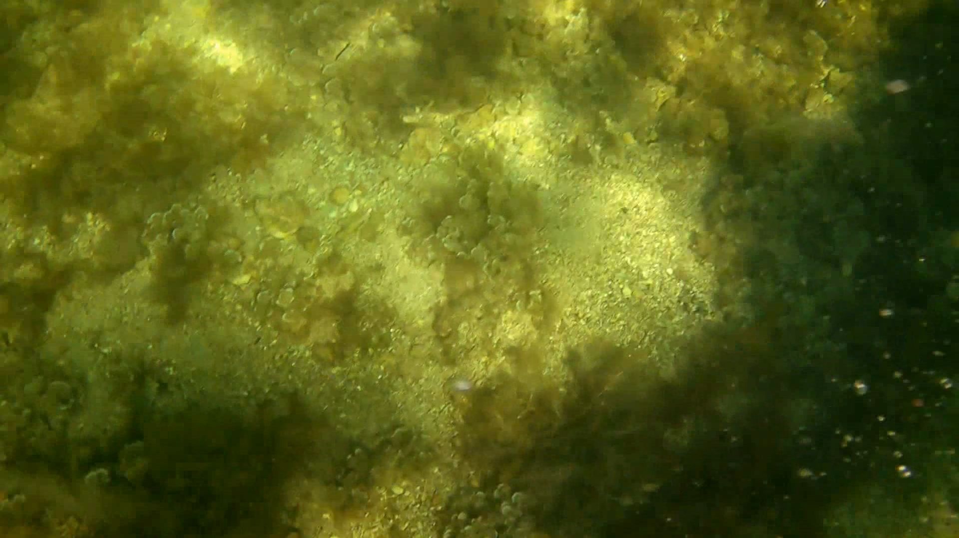 Крым'25 (40кг+)