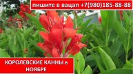 КОРОЛЕВСКИЕ КАННЫ в НОЯБРЕ