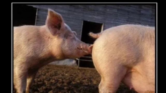 Мошенник тоже хочет в сауну 😀🐷