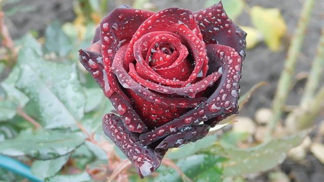 14=11=2025 ник ПВН наб (49)