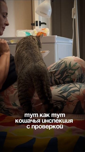 Шпрота инспектирует #шпротина #кошка