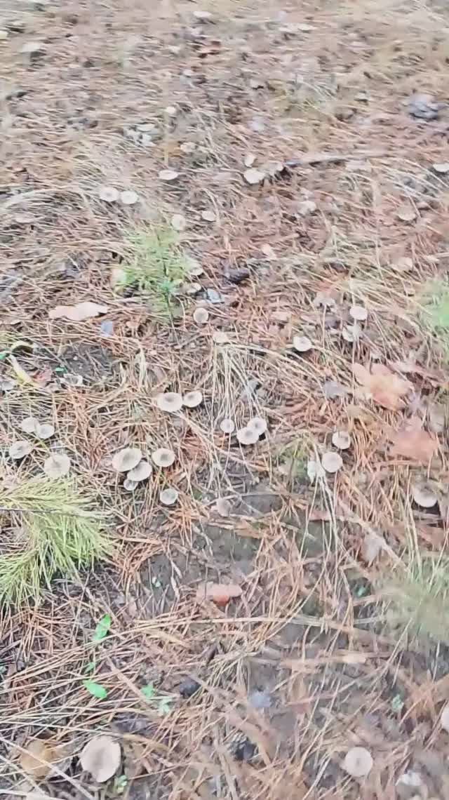 сосновый квест