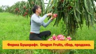 Ферма Бушкрафт в Пханге. Вьетнам. Dragon Fruits, сбор, продажа.