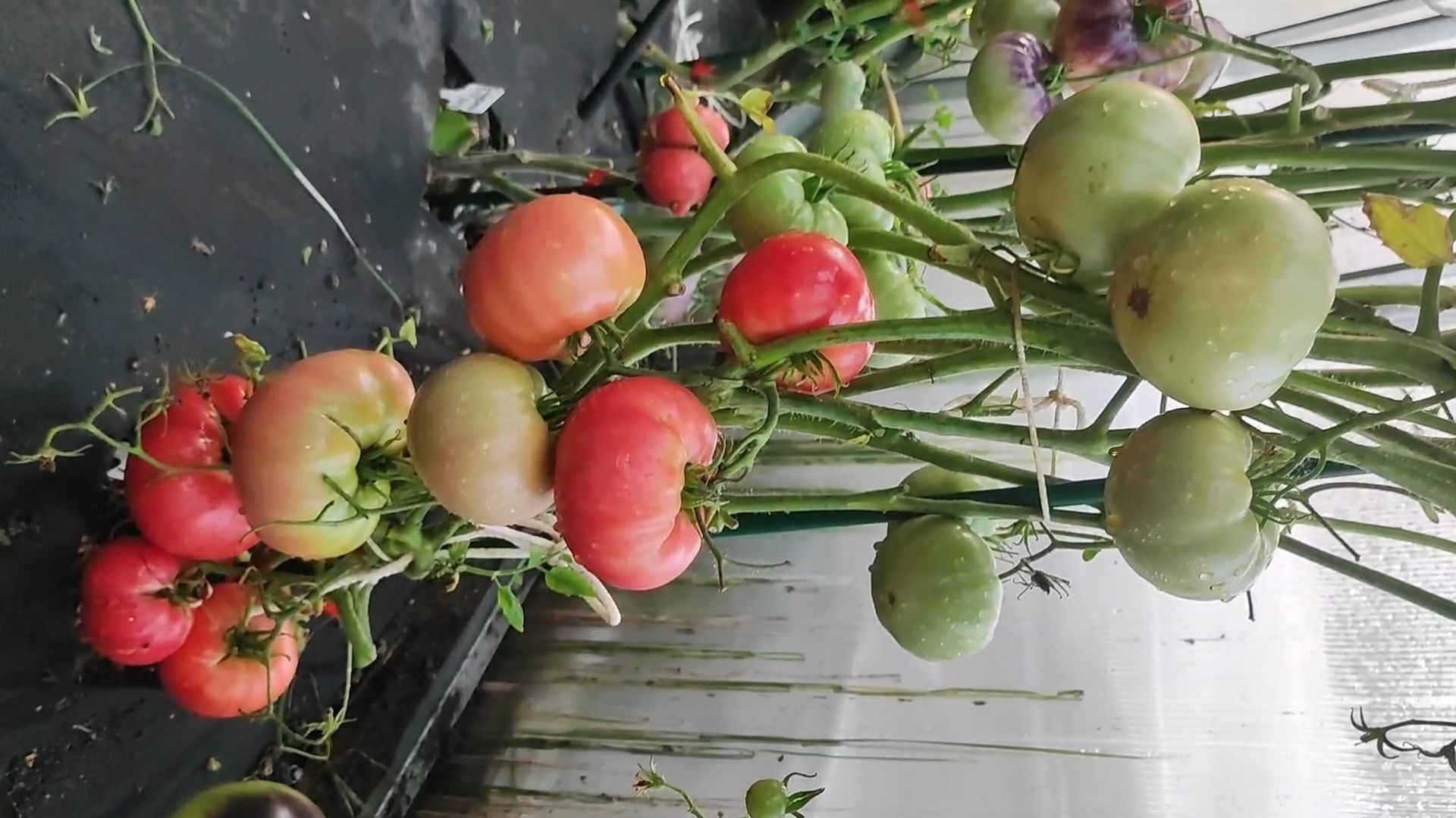 1 сорт томата сажаю ежегодно много лет и никогда от него не откажусь