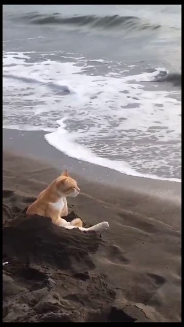 #кот #море #релакс #животные