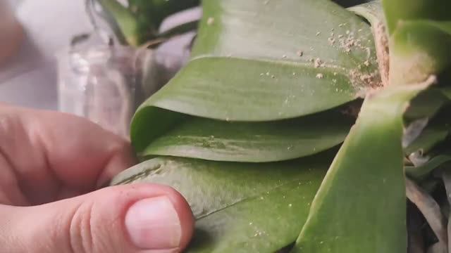 #136 ОрхоVLOG подарок. Неопознанная орхидея. Антибиотики для растений