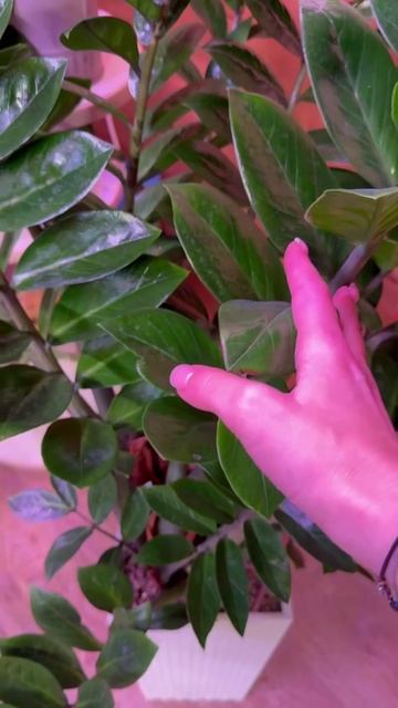 Немного про замиокулькас☘️