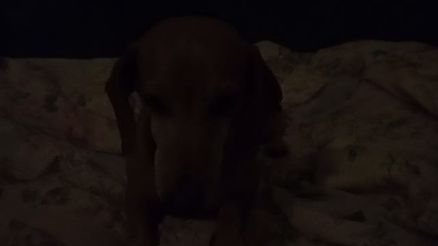 1000008613.mp4 И зачем будили спящую собаку