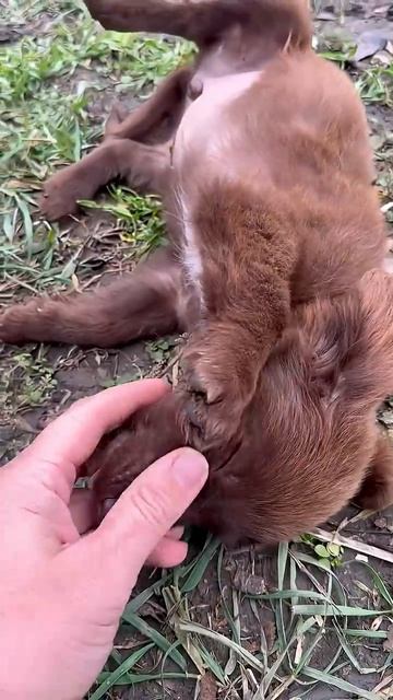 Нашли щенка на дороге💔Мы не смогли пройти мимо