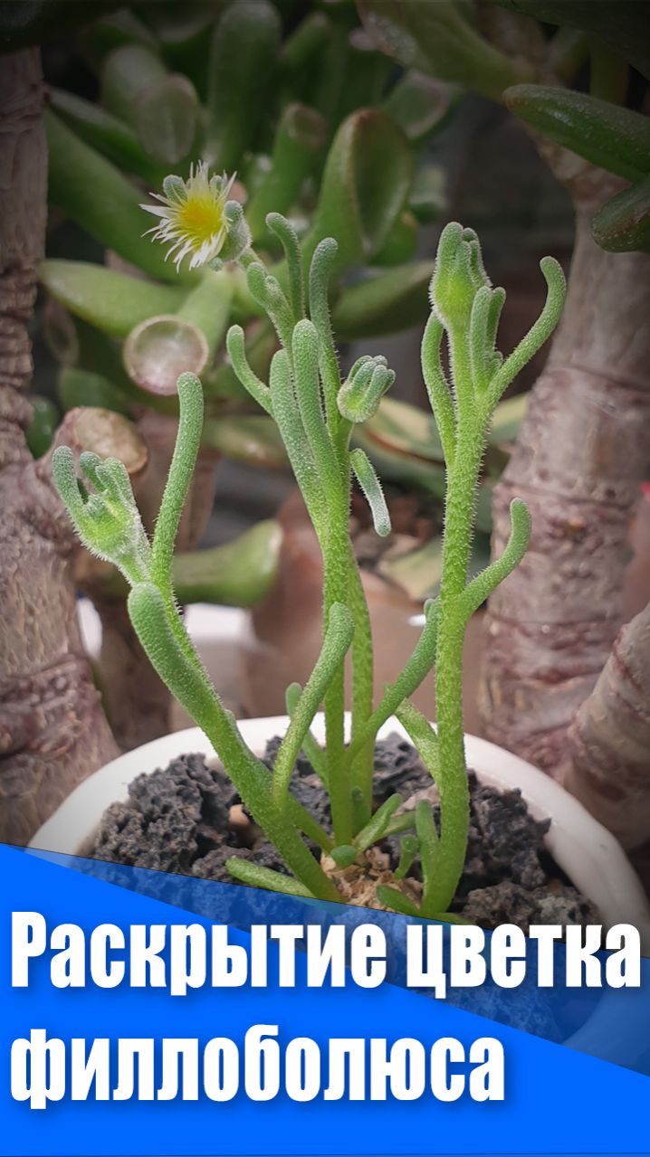 Таймлапс раскрытия цветка филлоболюса