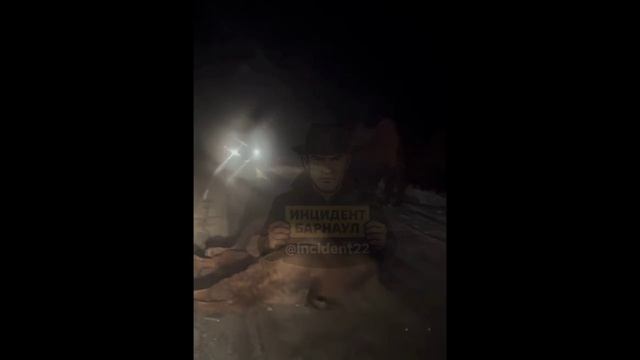 ДТП с верблюдом в Алтайском крае
