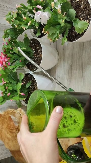 ТАК НЕЛЬЗЯ ДЕЛАТЬ с ДЕКАБРИСТОМ иначе останетесь без БУТОНОВ