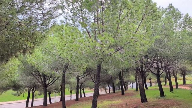 882.Радиоэмма: заблудилась в трёх соснах 😉.