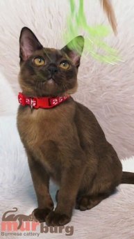 Бурманский котик соболиного окраса