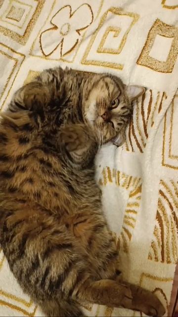 Следующая жизнь котом. Знакомься - Барсик!