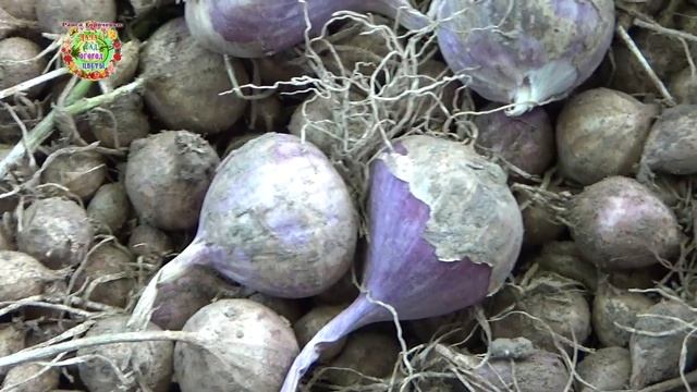 Чеснок и лук — корнеплоды или нет? При чем тут хрен?