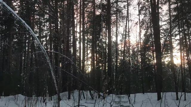 В лесу: закатное небо. Политика: расследование НАБУ против соратников Зе - мощная инфоповестка 📣