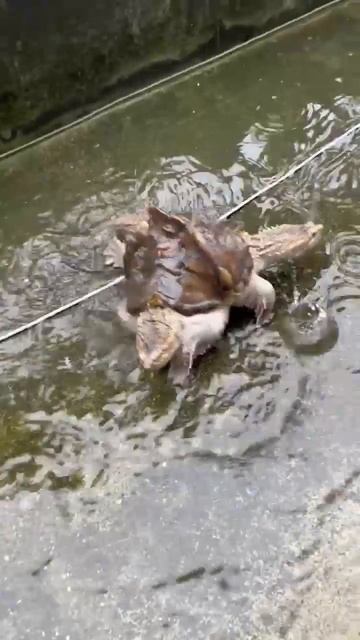 Походка двуглавой аллигаторовой каймановой черепахи