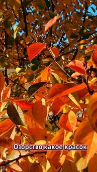 Осенняя зарисовка