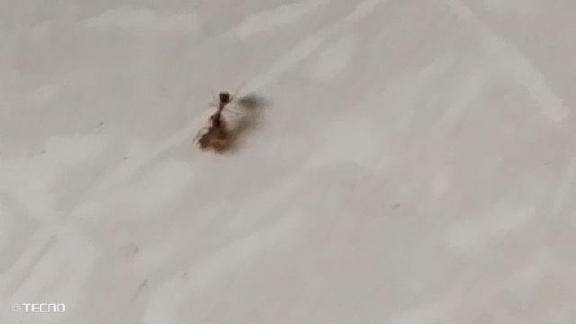 Звери лайфстайл