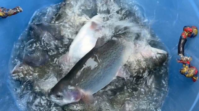 Форель навеска 1.5-3+кг