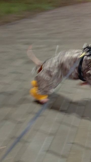 Шапка-безушанка!