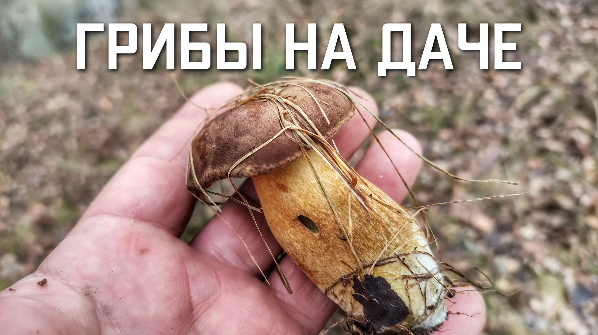 Грибы на даче в Подмосковье осень ноябрь