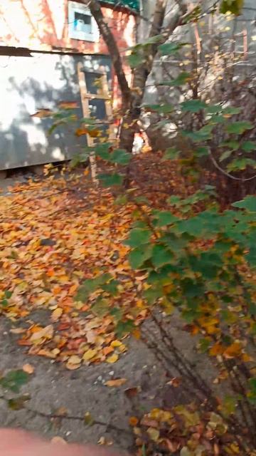 ОБРЕЗКА КРАСНОЙ СМОРОДИНЫ ОСЕНЬЮ