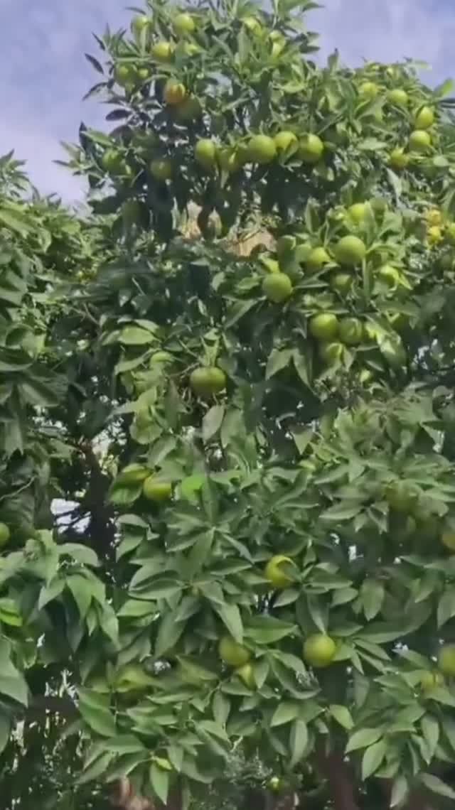 ОСЕННЯЯ АЛАНЬЯ. ТУРЦИЯ 2025. #türkiye2025 #alanya #mahmutlar