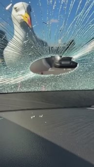 Опасная чайка | Dangerous seagull #чайка #нейросети #нейросеть #ai #funnyvideo #тренд #trend #shorts