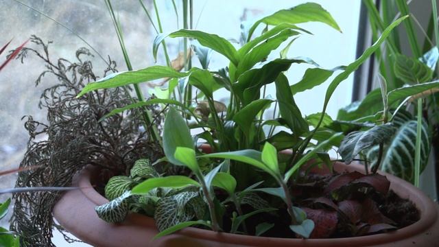 еще Тест NEX-EA50