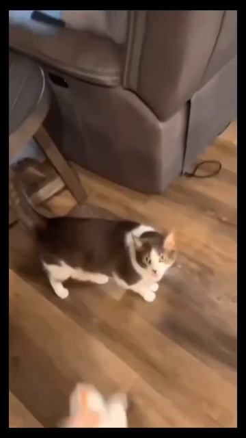 #крик #юмор #кот #смех #прикол