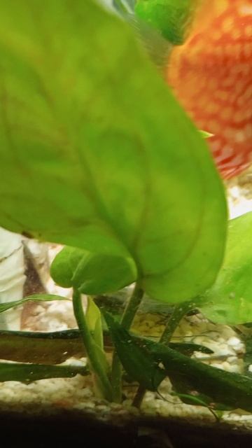 аквариум рыбки растения