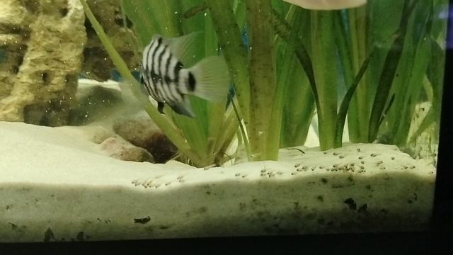 цыхлыды с мальками