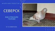 Как спасали голубя