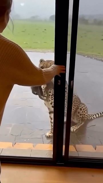 зверь в кадре