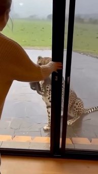 зверь в кадре