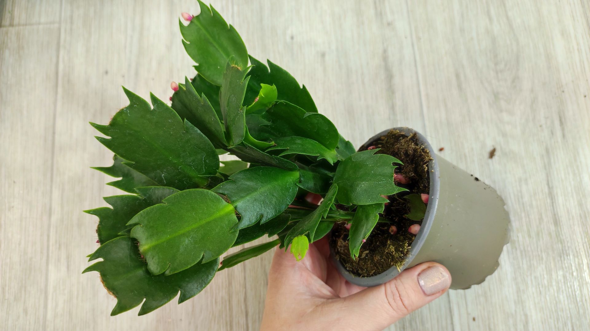 Только так пересаживаю ДЕКАБРИСТ после магазина, даже слабый сразу оживет