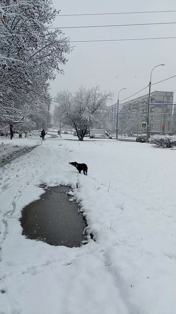 Ура! Первый снег!