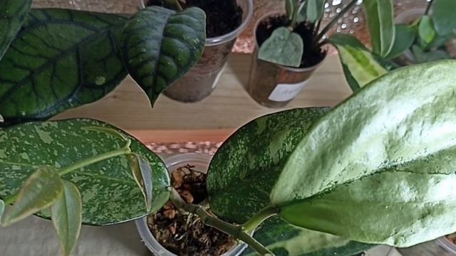 Хотела показать Беллу, а показала всю полку с хойями.