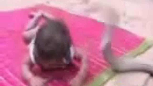 Кобра и ребенок