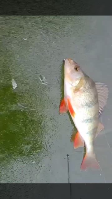 Первый лёд. Первая лунка нового сезона зимней рыбалки!.