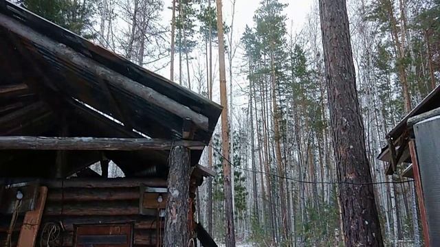 Третий день в тайге 14.10.25 г.