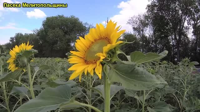 Ранний подсолнух перевозим пасеку на медосбор